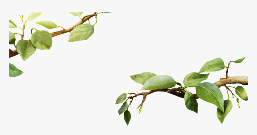 Transparent Spring Leaves - Tree Branch With Leaf Png, Png Download, Free Download