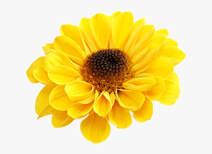 #yellow #bloom #frame #flower #border #flowers #white - Barberton Daisy, HD Png Download, Free Download