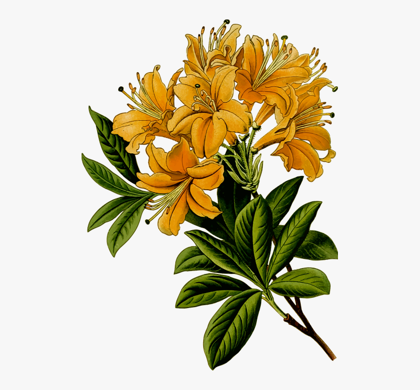 Barbara Stark For Mobile, W - Rhododendron Illustration, HD Png Download, Free Download