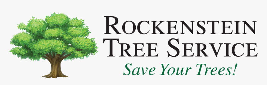 Rockenstein Tree Service - Thuya, HD Png Download, Free Download