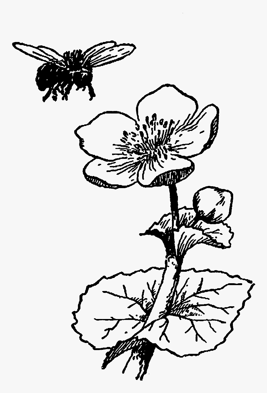 Bee On Flower Drawing, HD Png Download, Free Download