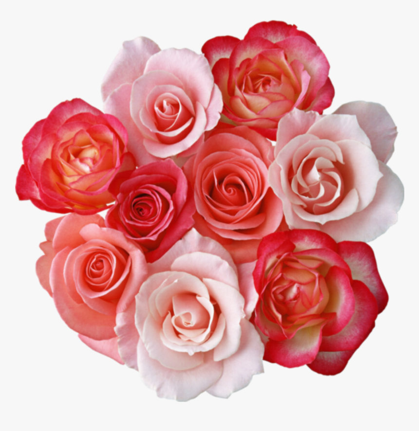 #mq #pink #roses #rose #flowers #flower - Beautiful Flower Images Download, HD Png Download, Free Download