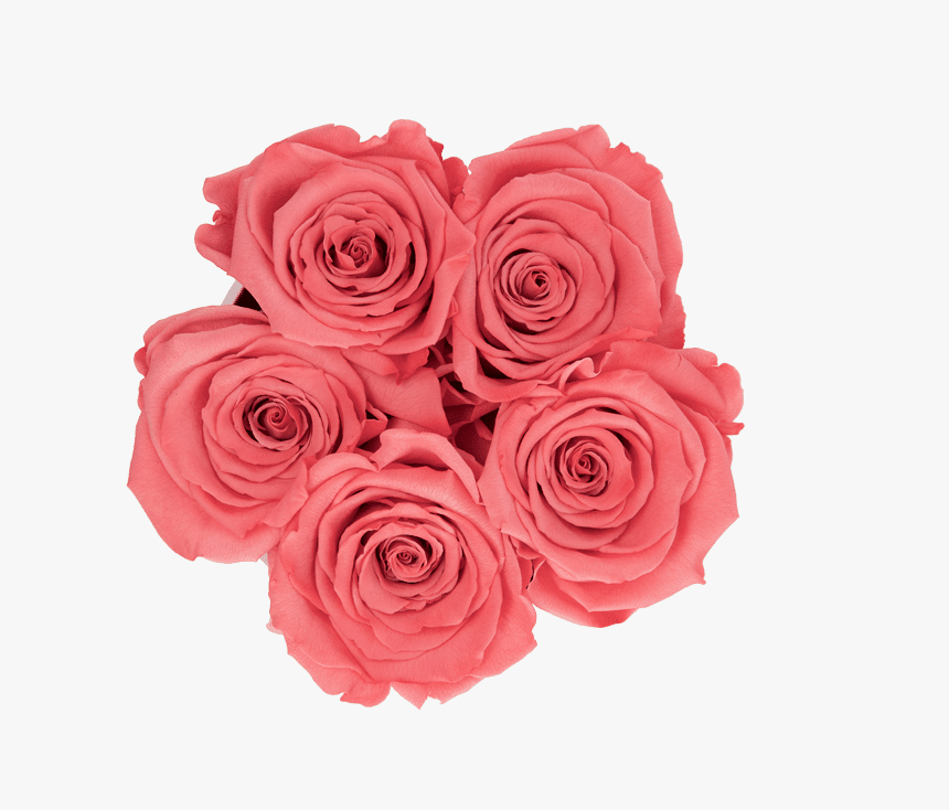 Garden Roses, HD Png Download, Free Download