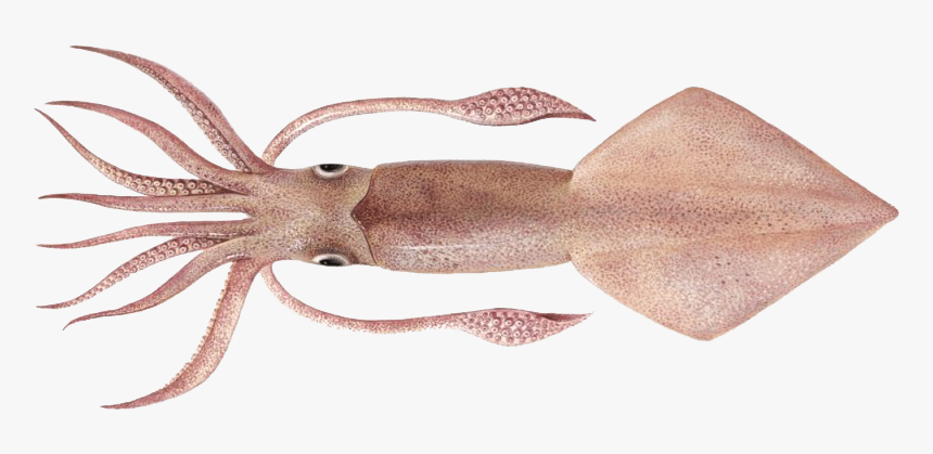 Real Squid Png Hd Quality - Loligo Pealei, Transparent Png, Free Download