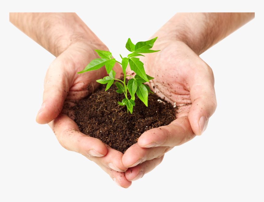 Tree In Hand Png, Transparent Png, Free Download