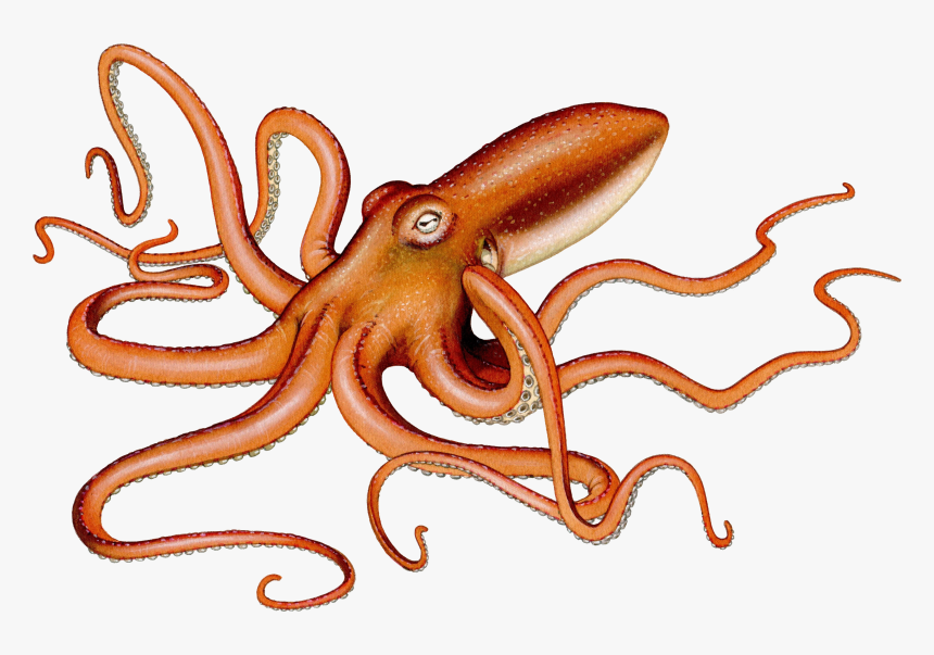 Octopus Squid, HD Png Download, Free Download