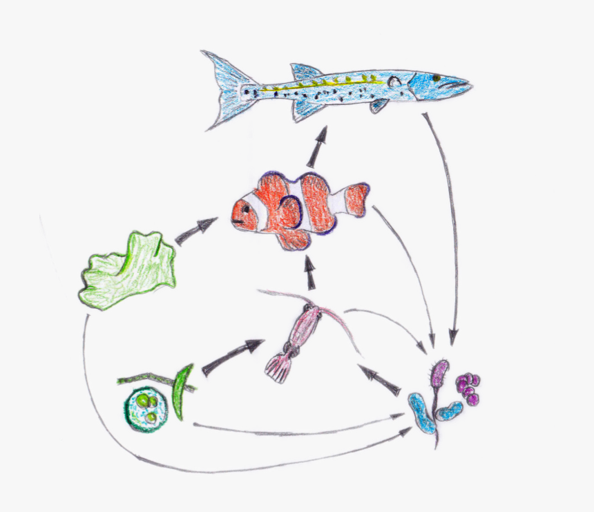 Food Web Nemo - Food Chain From Nemo, HD Png Download, Free Download