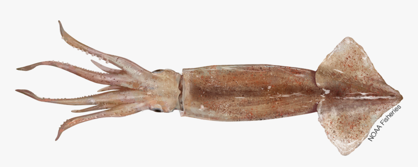 Shortfin Squid Illustration - Caridean Shrimp, HD Png Download, Free Download