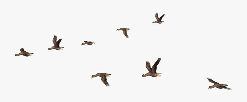 Isolated Birds Png, Transparent Png, Free Download