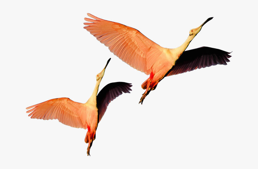 Isolated, Pink Flamingos, Nature, Wild, Birds, HD Png Download, Free Download