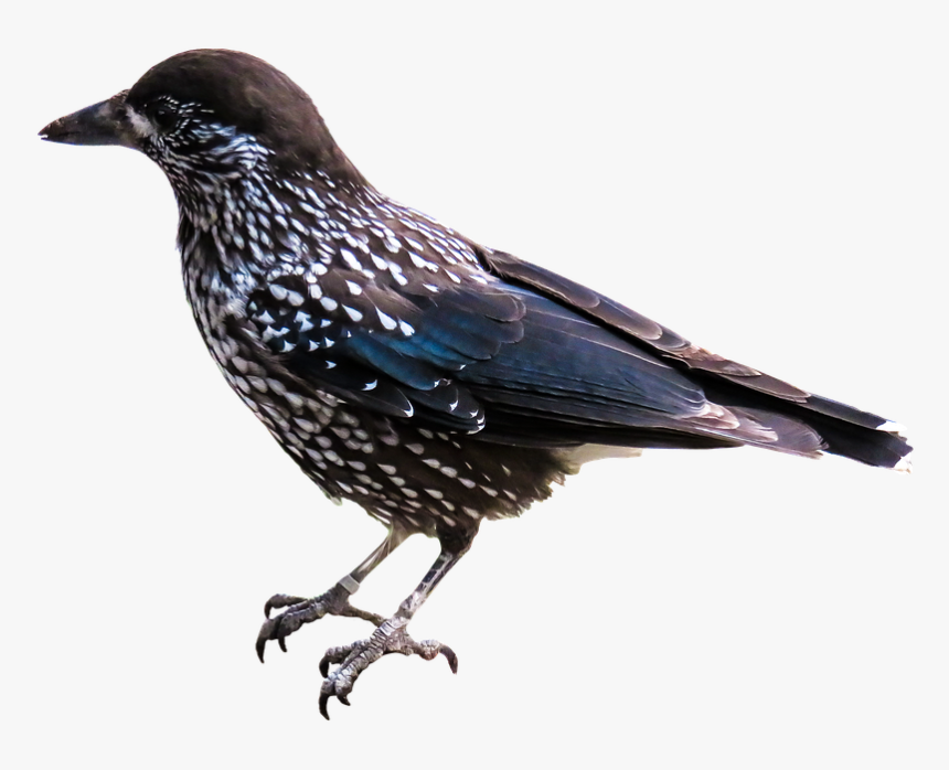 Animal, Bird, Nutcracker, Raven Bird, Png, Isolated, Transparent Png, Free Download