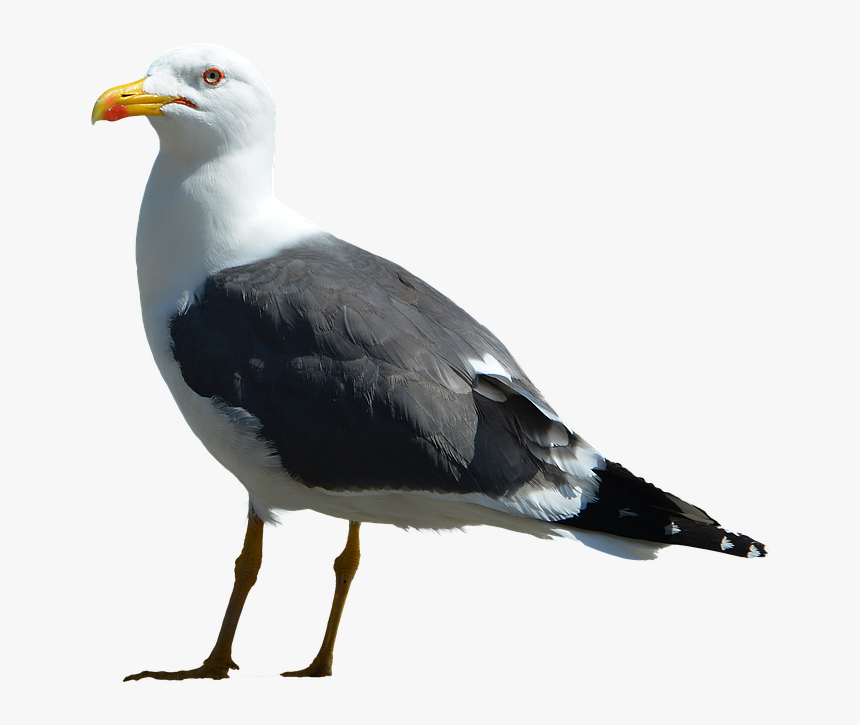 Gull, Isolated, Bird, Nature, Flying, Wing, Plumage, HD Png Download, Free Download