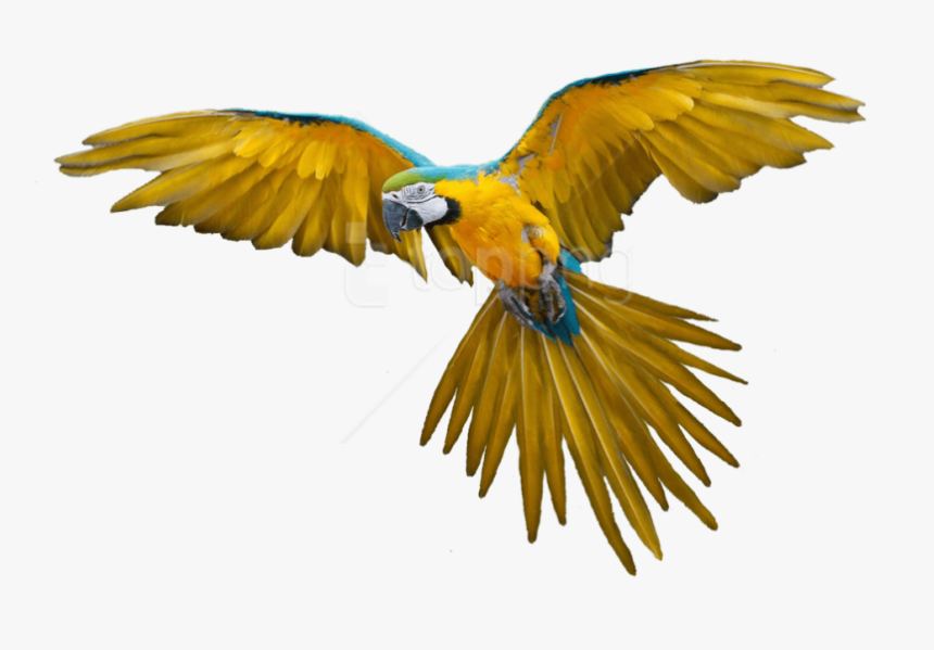 Free Png Download Birds Png Images Background Png Images, Transparent Png, Free Download