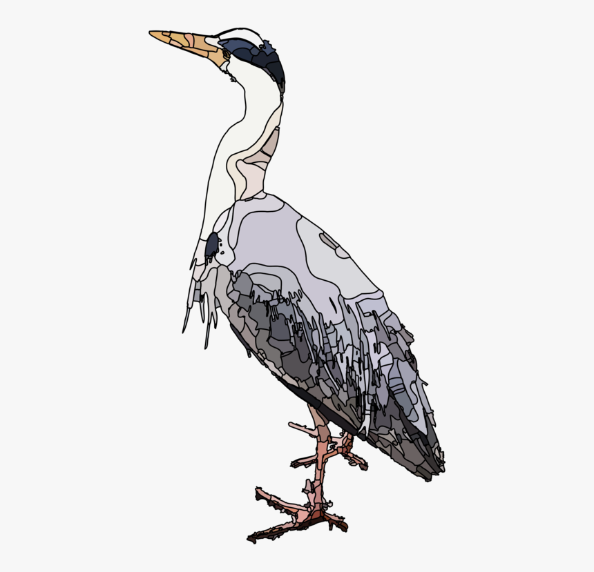 Pelecaniformes,water Bird,cranelike Bird, HD Png Download, Free Download