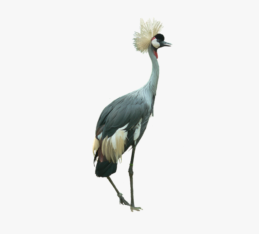 Crowned Crane, Bird, Cutout, Isolated, Large, HD Png Download, Free Download