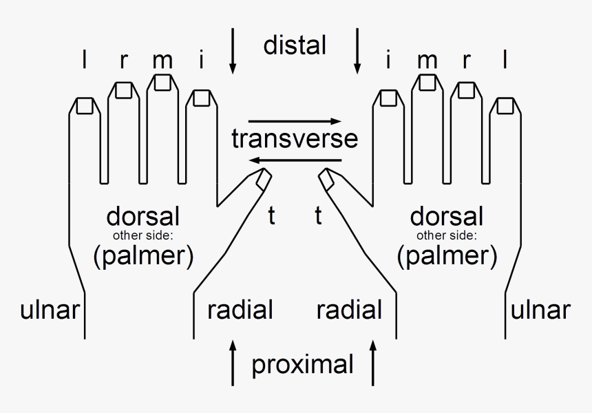 Anatomical String Figure Locations, Both Hands, HD Png Download, Free Download