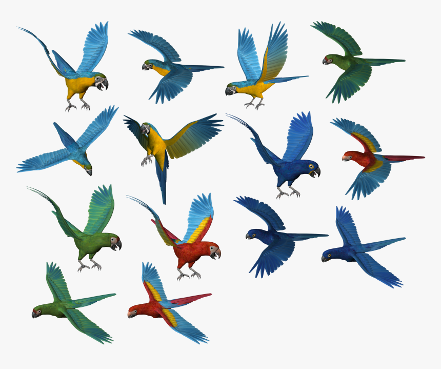 Parrot Clipart Beach, HD Png Download, Free Download