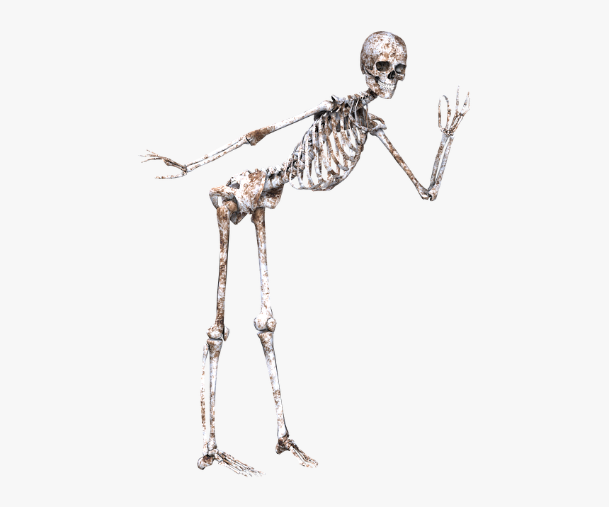 Skeleton, Pose, Skull, Bones, Standing, 3d, Smile,, HD Png Download, Free Download