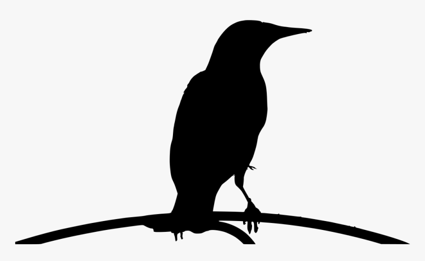 Isolated Birds Png, Transparent Png, Free Download