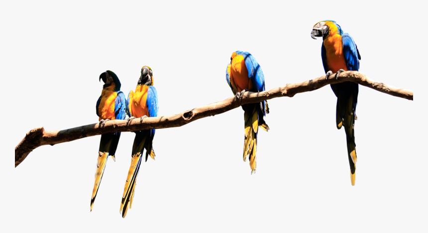 Parrots, Branch, Isolated, Parrot, Bird, Plumage, Birds, HD Png Download, Free Download