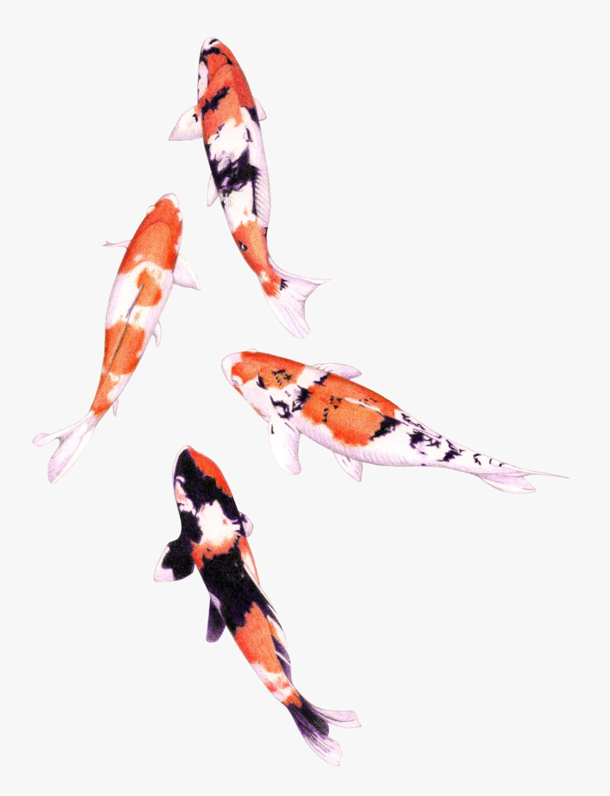 Koi Fish Png Graphic Royalty Free Stock, Transparent Png, Free Download