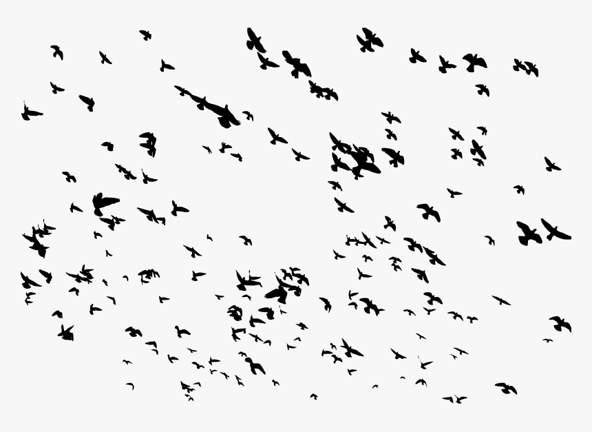 Isolated Birds Png, Transparent Png, Free Download