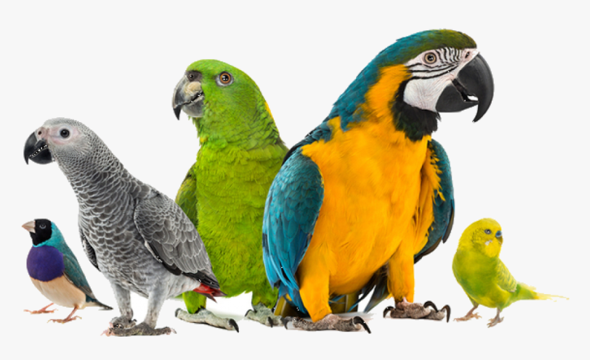 Exotic Bird Hospital Blog, HD Png Download, Free Download