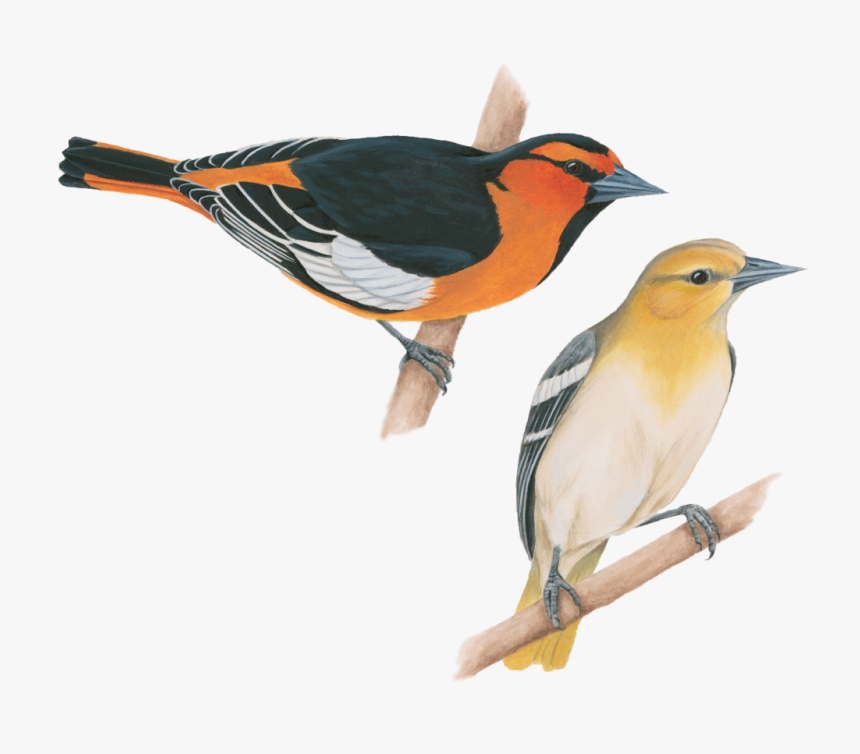 Bullocks Oriole, HD Png Download, Free Download