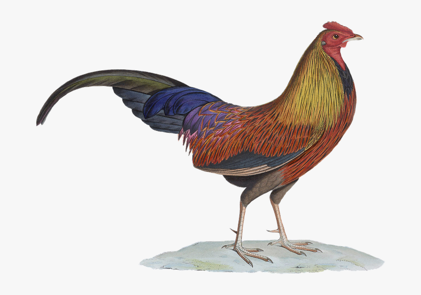 Hahn, Poultry, Gockel, Bird, Isolated, Vintage, Png, Transparent Png, Free Download