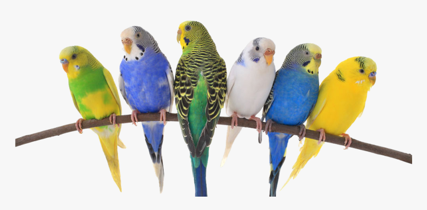 Birds & Exotics Pets, HD Png Download, Free Download