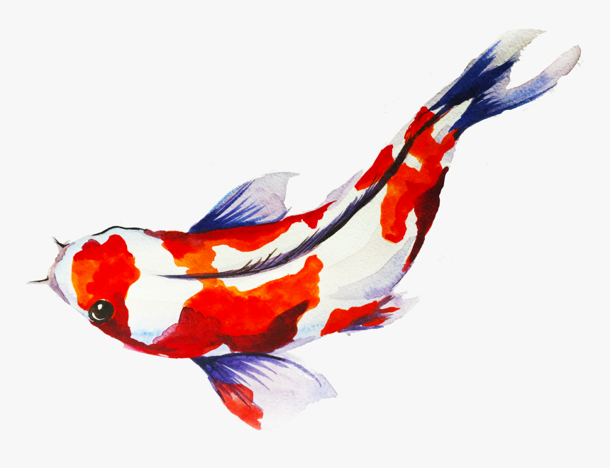 Beautiful Koi Fish Art Transparents, HD Png Download, Free Download