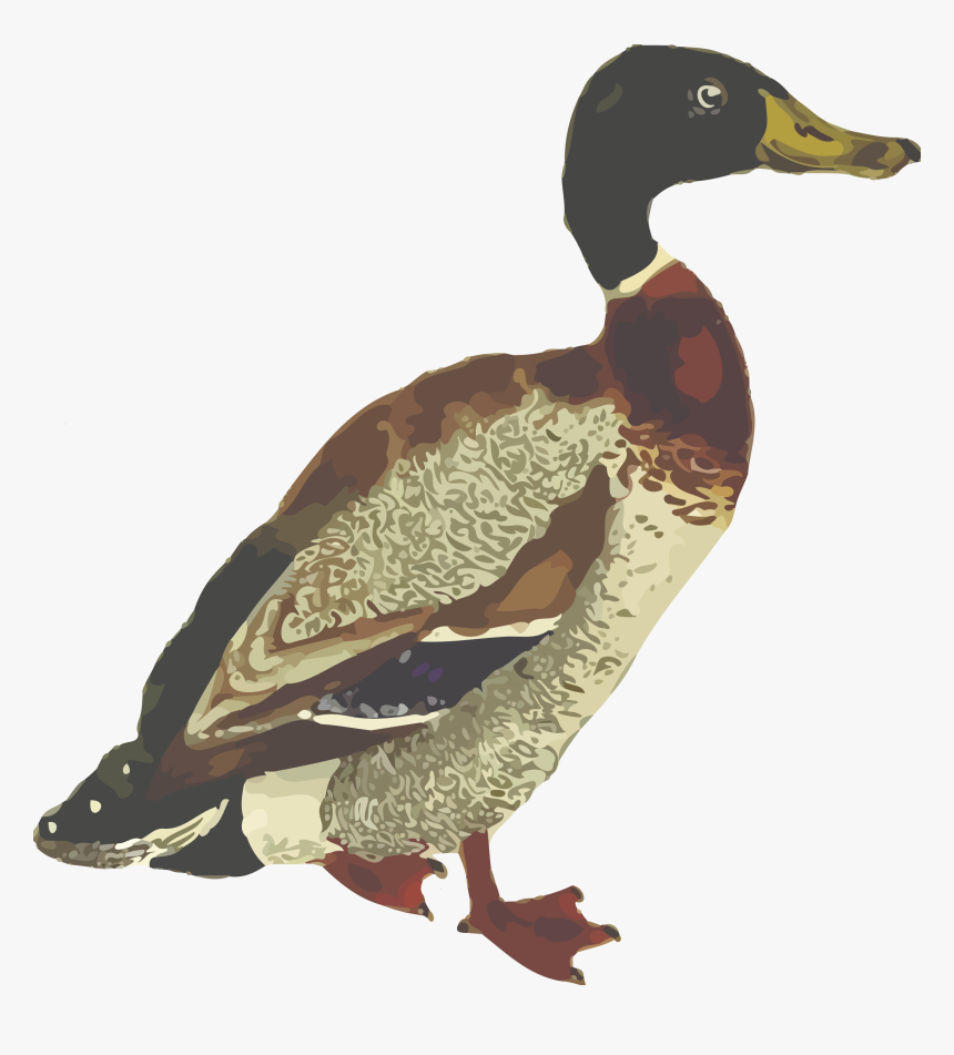 Mallard Download Png Image, Transparent Png, Free Download