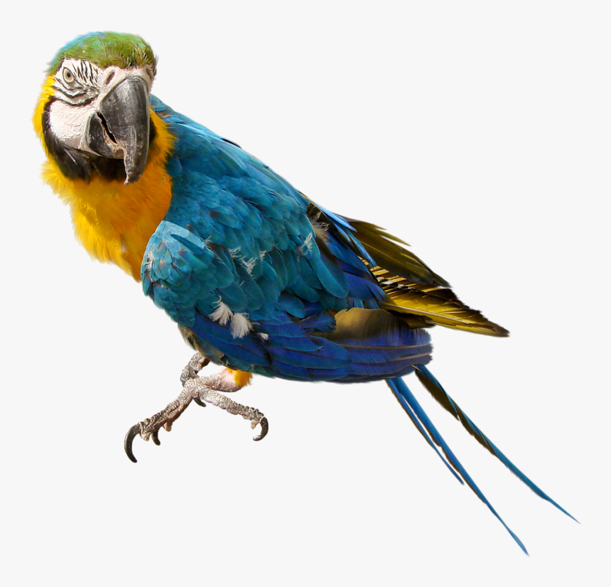 Parrot Free Download Png, Transparent Png, Free Download