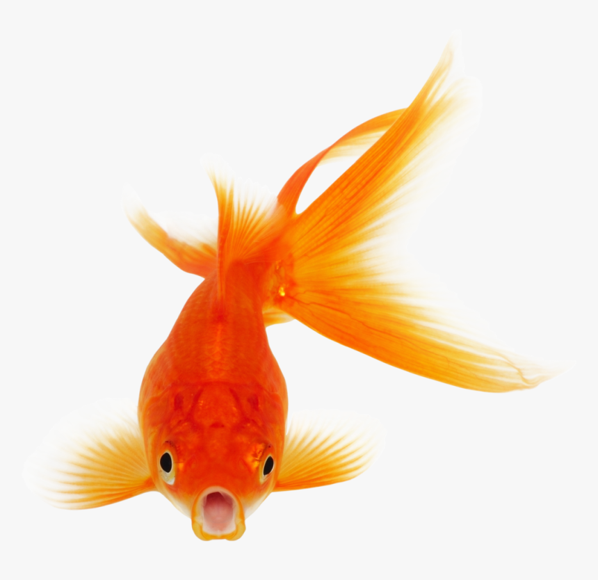 Koi, HD Png Download, Free Download