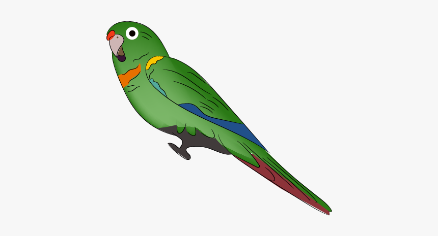 Santa Marta Parakeet, HD Png Download, Free Download