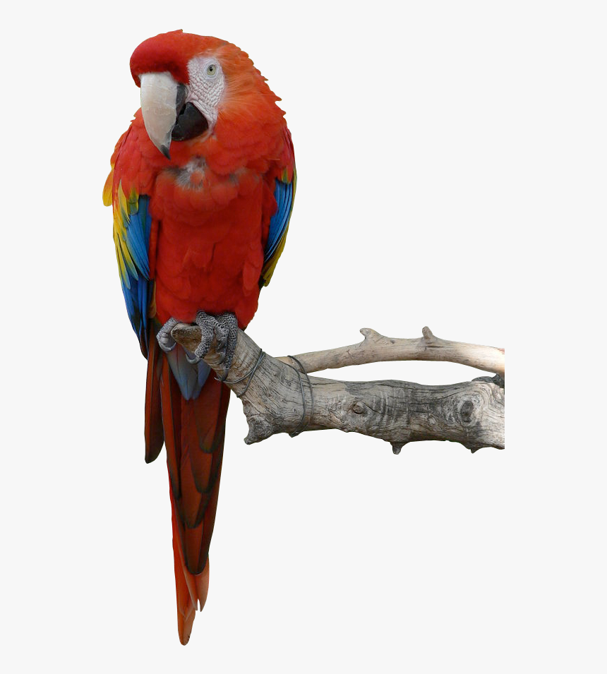 Parrot Png Hd, Transparent Png, Free Download