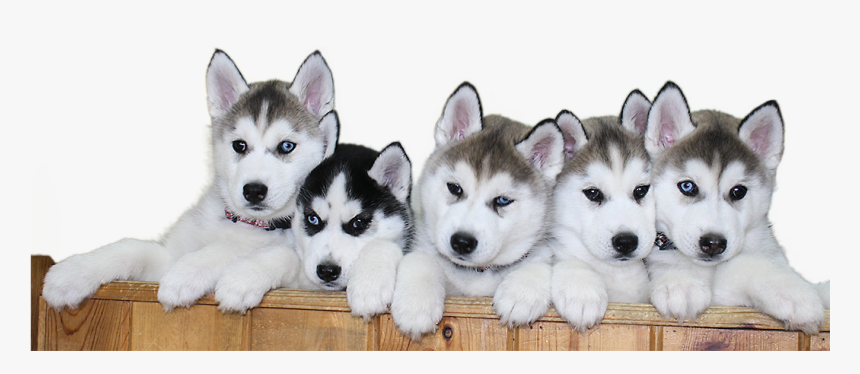 Download Siberian Husky Puppy Png File 387, Transparent Png, Free Download