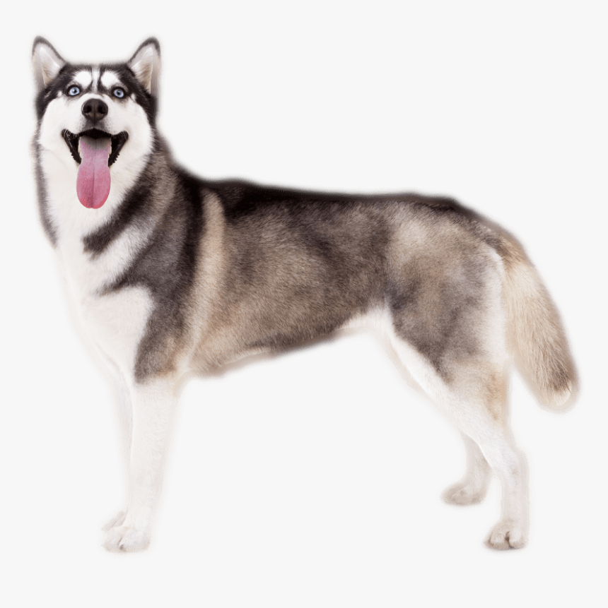 Transparent Husky Puppy Png, Png Download, Free Download