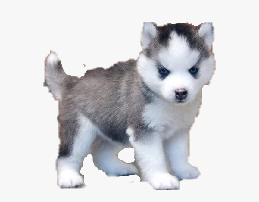 #pomsky #pomeranian #husky #dog #dogs #sticker #usethis, HD Png Download, Free Download