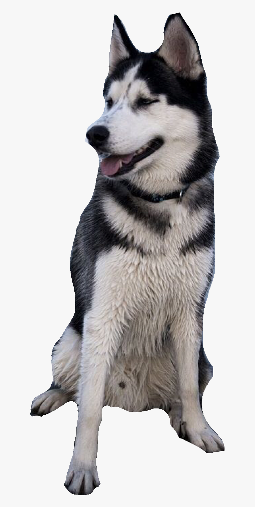 Husky Puppy Png, Transparent Png, Free Download