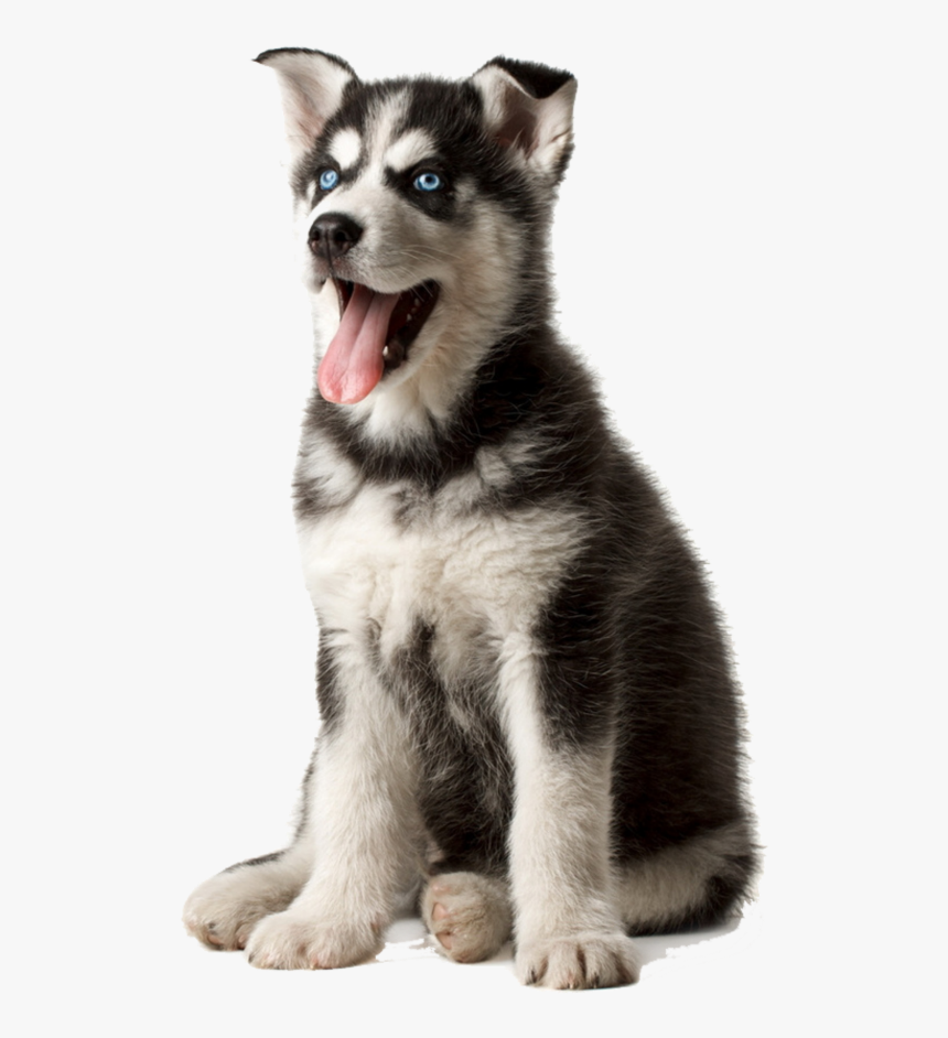 #huskypuppy #cute #puppy #dog #gray #white #black #pet, HD Png Download, Free Download