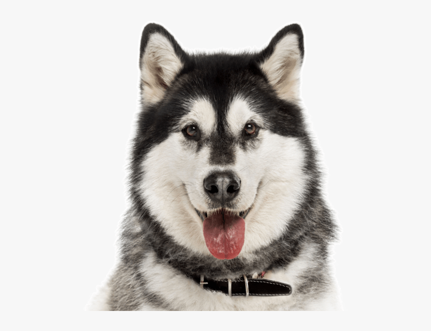 Husky Puppy Png, Transparent Png, Free Download