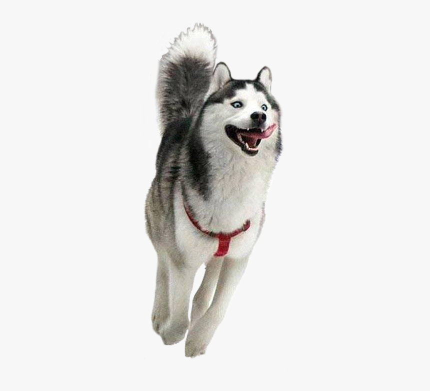 Husky Puppy Png, Transparent Png, Free Download