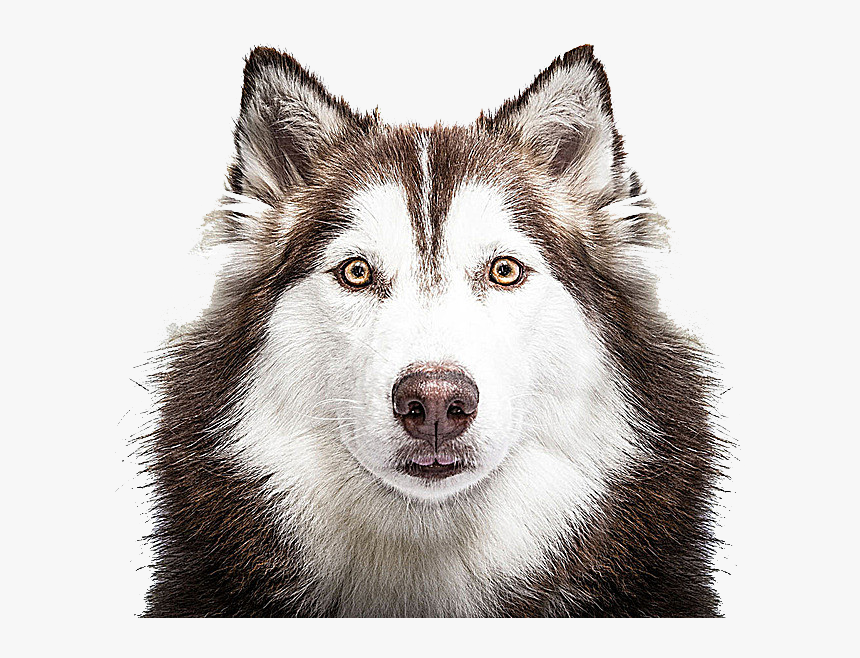 Husky,canidae,alaskan Malamute,sakhalin Dog,canadian, HD Png Download, Free Download