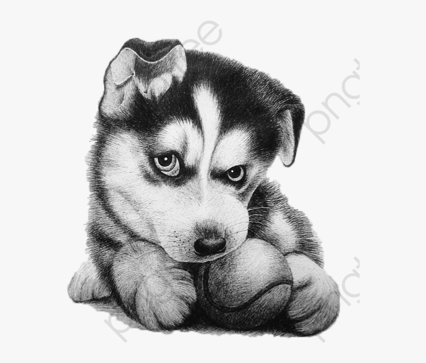 Transparent Husky Clipart, HD Png Download, Free Download