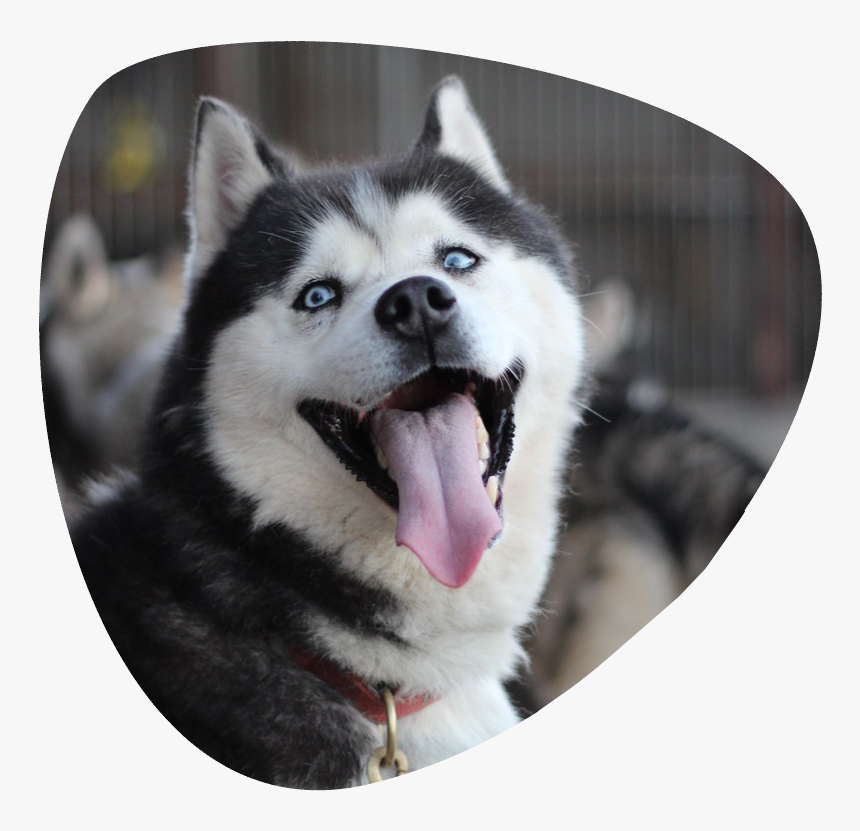 Husky Puppy Png, Transparent Png, Free Download