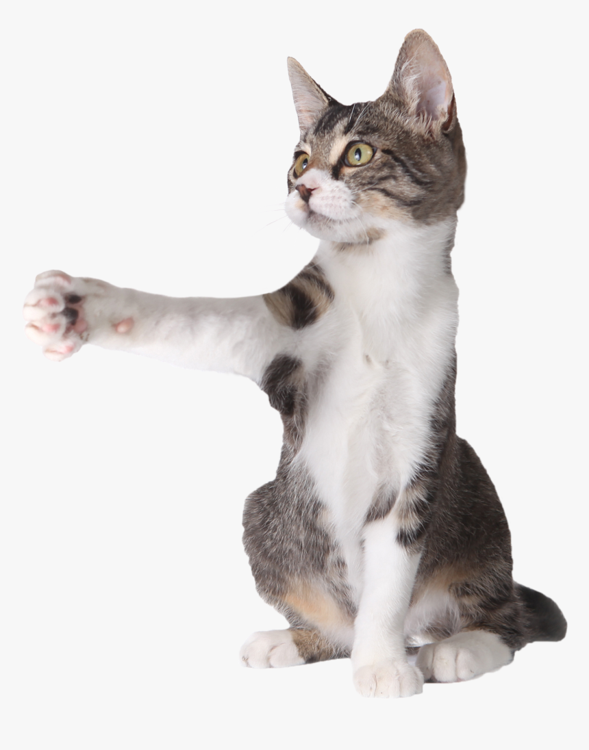 Cat Pointing Mid, HD Png Download, Free Download