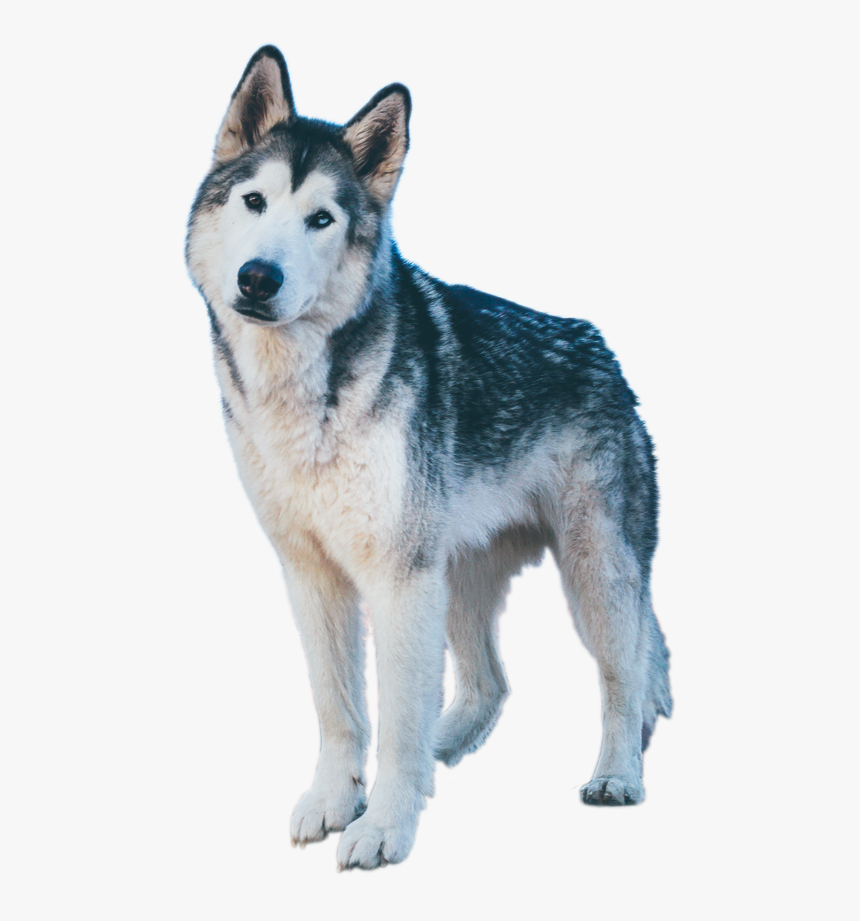 Husky Puppy Png, Transparent Png, Free Download