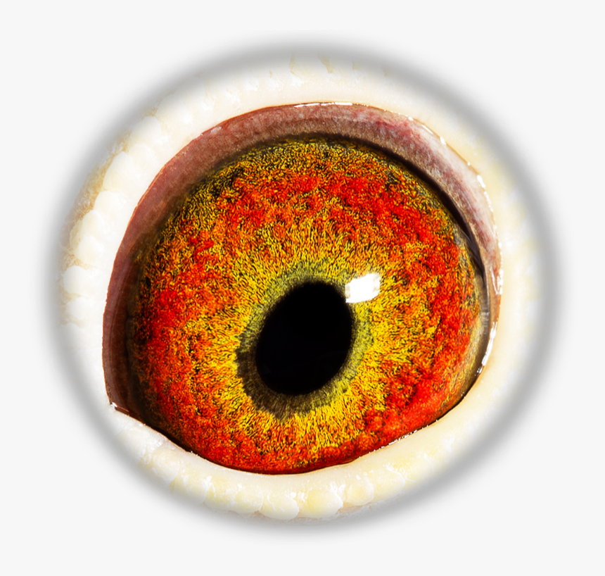 Transparent Eye Iris Png, Png Download, Free Download