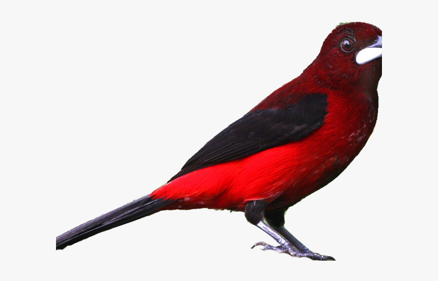 Realistic Explosion Png, Transparent Png, Free Download